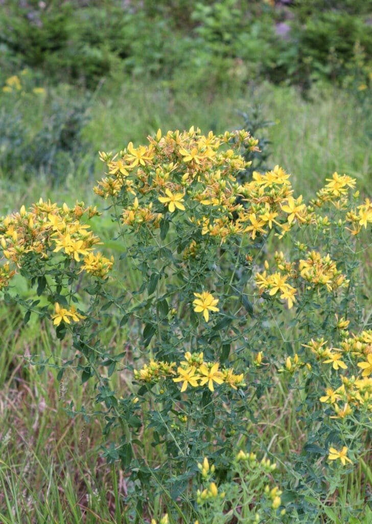 Image of St. John's Wort plant in a forest meadow